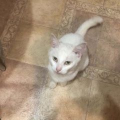 Подробнее об объявлении «Переславль-Залесский Найдена кошка белая» Фото: найдена кошка  «Переславль-Залесский Найдена кошка белая» в г. Переславль-Залесский