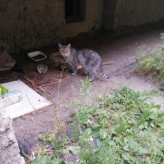 Подробнее об объявлении «Найдена кошка серого окраса может быть это кот Орехово-Зуево» Фото: найдена кошка  «Найдена кошка серого окраса может быть это кот...» в г. Орехово-Зуево