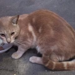 Подробнее об объявлении «Найден кот Орехово-Зуево» Фото: найдена кошка  «Найден кот Орехово-Зуево» в г. Орехово-Зуево