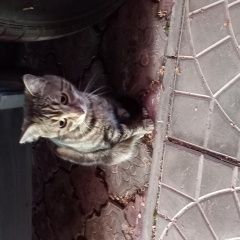 Подробнее об объявлении «Найден кот молодой кот Звенигород» Фото: найдена кошка  «Найден кот молодой кот Звенигород» в г. Звенигород