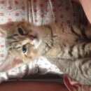 Подробнее об объявлении «Новосибирск Найдена кошка маленький котенок октябрьский р-н» Фото: найдена кошка  «Новосибирск Найдена кошка маленький котенок...» в г. Новосибирск