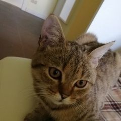 Подробнее об объявлении «Москва Найден кот» Фото: найдена кошка  «Москва Найден кот» в г. Москва
