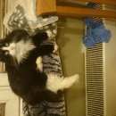 Подробнее об объявлении «Москва Найден кот кострированный кот» Фото: найдена кошка  «Москва Найден кот кострированный кот» в г. Москва