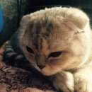 Подробнее об объявлении «Липецк Найдена кошка» Фото: найдена кошка Шотландская вислоухая «Липецк Найдена кошка» в г. Липецк