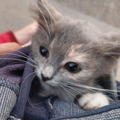 Картинка найдена кошка В городе Пушкино обнаружена кисонька. Пушкино