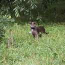 Подробнее об объявлении «Москва Найдена кошка или кот» Фото: найдена кошка Картезианская «Москва Найдена кошка или кот» в г. Москва