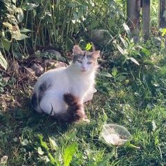 Подробнее об объявлении «Найден кот Санкт-Петербург» Фото: найдена кошка  «Найден кот Санкт-Петербург» в г. Санкт-Петербург