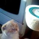 Подробнее об объявлении «Найден кот шотландский вислоухий Семилуки» Фото: найдена кошка Шотландская вислоухая «Найден кот шотландский вислоухий Семилуки» в г. Семилуки