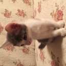 Подробнее об объявлении «Москва Найдена кошка котенок район аэропорт» Фото: найдена кошка  «Москва Найдена кошка котенок район аэропорт» в г. Москва