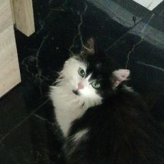 Подробнее об объявлении «Найдена кошка Гурьевск (Калининградская обл.)» Фото: найдена кошка  «Найдена кошка Гурьевск (Калининградская обл.)» в г. Гурьевск (Калининградская обл.)