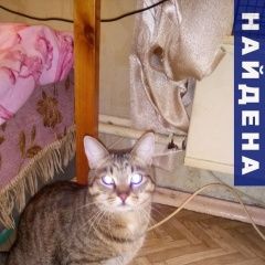 Подробнее об объявлении «Москва Найден кот» Фото: найдена кошка  «Москва Найден кот» в г. Москва