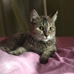 Подробнее об объявлении «Найдена кошка Курган» Фото: найдена кошка  «Найдена кошка Курган» в г. Курган
