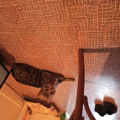 Подробнее об объявлении «Санкт-Петербург Найден кот. утром» Фото: найдена кошка  «Санкт-Петербург Найден кот. утром» в г. Санкт-Петербург