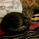 Подробнее об объявлении «Одинцово Найдена кошка» Фото: найдена кошка  «Одинцово Найдена кошка» в г. Одинцово