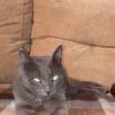 Подробнее об объявлении «Новосибирск Найден кот в кольцово» Фото: найдена кошка  «Новосибирск Найден кот в кольцово» в г. Новосибирск
