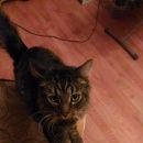 Подробнее об объявлении «Санкт-Петербург Найден кот» Фото: найдена кошка  «Санкт-Петербург Найден кот» в г. Санкт-Петербург