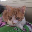 Подробнее об объявлении «Найден кот рыжий кот Реутов» Фото: найдена кошка  «Найден кот рыжий кот Реутов» в г. Реутов