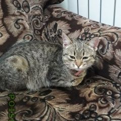 Подробнее об объявлении «Шебекино Найдена кошка коричневая с розовым ошейнником» Фото: найдена кошка  «Шебекино Найдена кошка коричневая с розовым...» в г. Шебекино