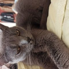 Подробнее об объявлении «Москва Найдена кошка» Фото: найдена кошка Русская голубая «Москва Найдена кошка» в г. Москва