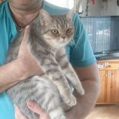 Подробнее об объявлении «Барыбино Найдена кошка маленькая серая кошка» Фото: найдена кошка  «Барыбино Найдена кошка маленькая серая кошка» в г. Барыбино