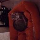 Подробнее об объявлении «Москва Найдена кошка» Фото: найдена кошка  «Москва Найдена кошка» в г. Москва