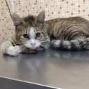 Подробнее об объявлении «Найден кот Реутов» Фото: найдена кошка  «Найден кот Реутов» в г. Реутов