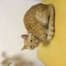 Подробнее об объявлении «Химки Найден кот рыжий кот» Фото: найдена кошка  «Химки Найден кот рыжий кот» в г. Химки