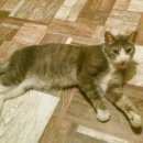 Подробнее об объявлении «Санкт-Петербург Найдена кошка» Фото: найдена кошка  «Санкт-Петербург Найдена кошка» в г. Санкт-Петербург