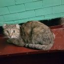 Подробнее об объявлении «Москва Найдена кошка новогиреево» Фото: найдена кошка  «Москва Найдена кошка новогиреево» в г. Москва