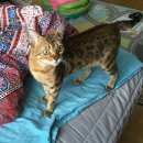 Подробнее об объявлении «Москва Найдена кошка породистая домашняя кошка» Фото: найдена кошка Бенгальская «Москва Найдена кошка породистая домашняя кошка» в г. Москва