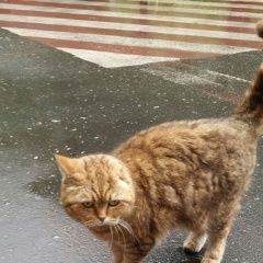 Подробнее об объявлении «Москва Найдена кошка британка автозаводская ул.» Фото: найдена кошка  «Москва Найдена кошка британка автозаводская ул.» в г. Москва