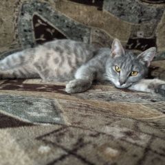 Подробнее об объявлении «Найдена кошка Волгоград» Фото: найдена кошка  «Найдена кошка Волгоград» в г. Волгоград