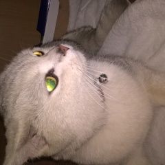 Подробнее об объявлении «Москва Найдена кошка молодая породистая кошка светлого окраса» Фото: найдена кошка  «Москва Найдена кошка молодая породистая кошка...» в г. Москва