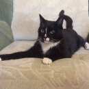 Подробнее об объявлении «Новосибирск Найден кот» Фото: найдена кошка  «Новосибирск Найден кот» в г. Новосибирск