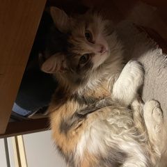 Подробнее об объявлении «Найдена кошка Адлер» Фото: найдена кошка  «Найдена кошка Адлер» в г. Адлер