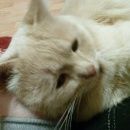 Подробнее об объявлении «Найден кот Нижний Новгород» Фото: найдена кошка  «Найден кот Нижний Новгород» в г. Нижний Новгород