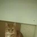 Подробнее об объявлении «Москва Найден кот рыжий котенок» Фото: найдена кошка  «Москва Найден кот рыжий котенок» в г. Москва