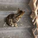 Подробнее об объявлении «Лангепас Найден кот» Фото: найдена кошка  «Лангепас Найден кот» в г. Лангепас