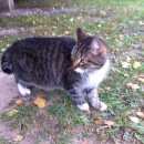 Подробнее об объявлении «Химки Найдена кошка или кастрированный кот» Фото: найдена кошка Бобтейл «Химки Найдена кошка или кастрированный кот» в г. Химки