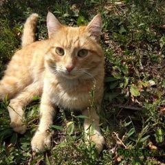 Подробнее об объявлении «Найден кот Самара» Фото: найдена кошка  «Найден кот Самара» в г. Самара