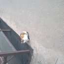 Подробнее об объявлении «Найдена кошка Москва» Фото: найдена кошка  «Найдена кошка Москва» в г. Москва