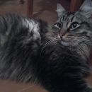 Подробнее об объявлении «Найдена кошка Екатеринбург» Фото: найдена кошка  «Найдена кошка Екатеринбург» в г. Екатеринбург