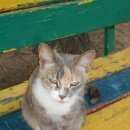 Подробнее об объявлении «Москва Найдена кошка» Фото: найдена кошка  «Москва Найдена кошка» в г. Москва