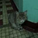 Подробнее об объявлении «Москва Найден кот» Фото: найдена кошка  «Москва Найден кот» в г. Москва