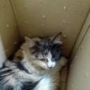 Подробнее об объявлении «Москва Найдена кошка» Фото: найдена кошка  «Москва Найдена кошка» в г. Москва