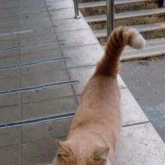 Подробнее об объявлении «Москва Найден котик персикового цвета» Фото: найдена кошка  «Москва Найден котик персикового цвета» в г. Москва