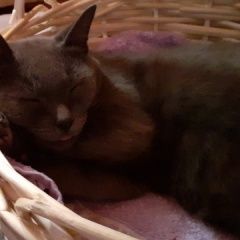 Подробнее об объявлении «Краснодар Найдена кошка русская голубая порода (фенотип) кошка» Фото: найдена кошка Русская голубая «Краснодар Найдена кошка русская голубая порода...» в г. Краснодар