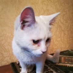 Подробнее об объявлении «Найден кот на ул. мориса тореза Тула» Фото: найдена кошка  «Найден кот на ул. мориса тореза Тула» в г. Тула