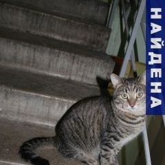 Подробнее об объявлении «Москва Найден кот» Фото: найдена кошка  «Москва Найден кот» в г. Москва
