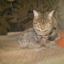 Подробнее об объявлении «Найден кот Семилуки» Фото: найдена кошка Бенгальская «Найден кот Семилуки» в г. Семилуки